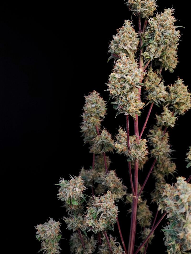 Guava Auto, Фасовка: 5, изображение 28